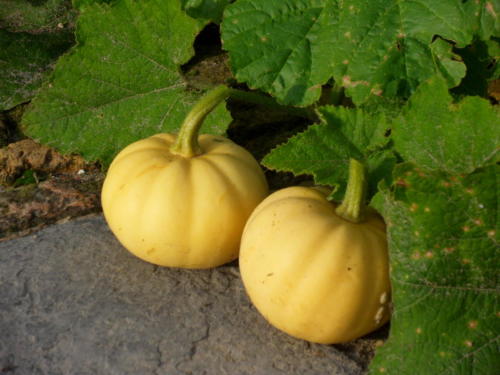 Kleine Sierkalabassen